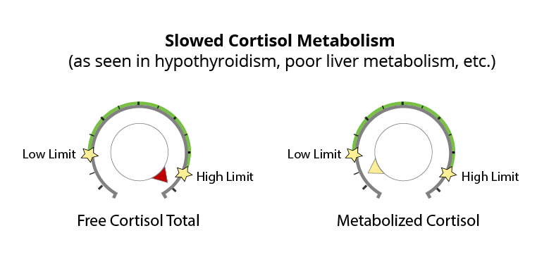 Slow Cortisol Metabolism 1