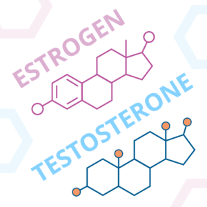 image of an estrogen molecule and a testosterone molecule with appropriate labels