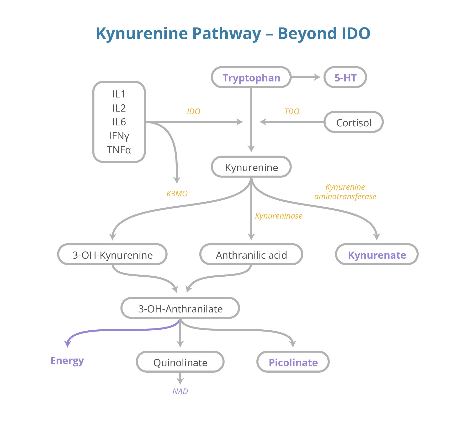 Checmical pathway from tryptophan to kynurenine to quinolinate