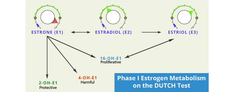 illustration of phase one estrogen metabolism on the dutch test