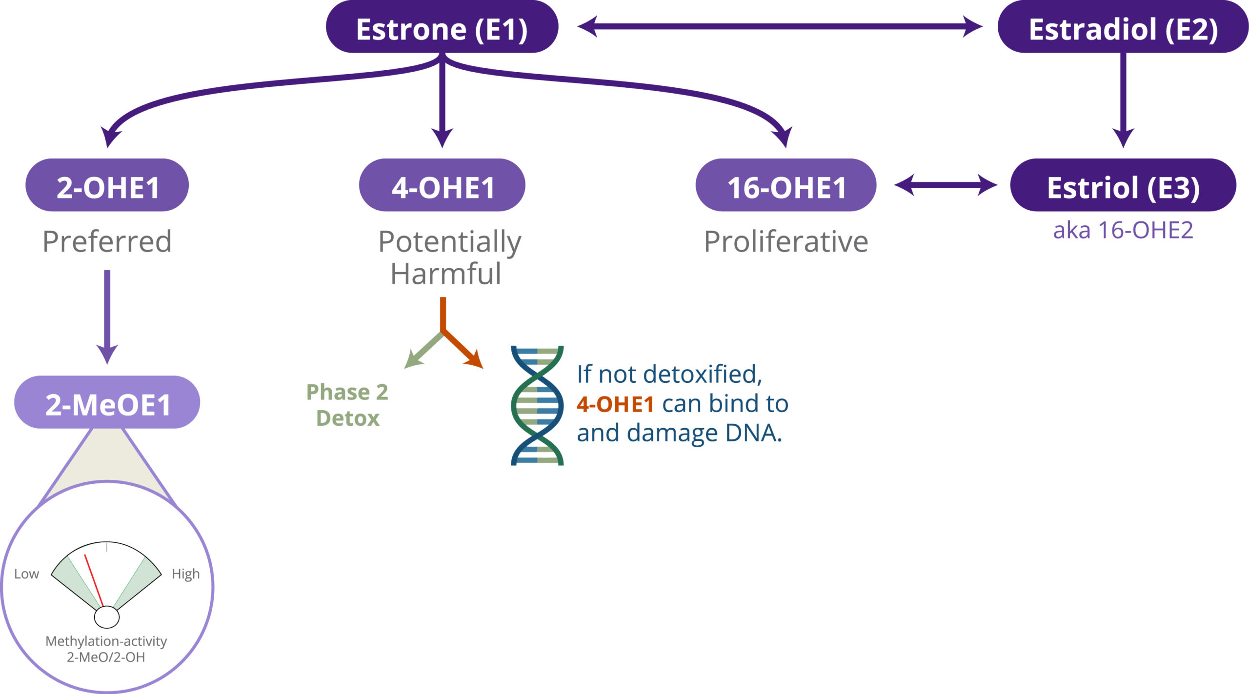 estrogen detoxification pathway including estrone, estradiol, estriol, and their metabolites